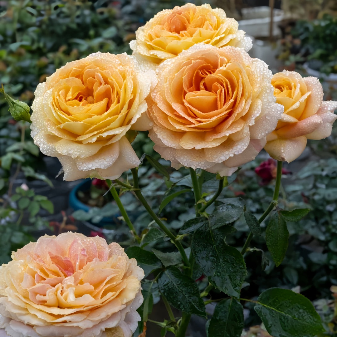 Caramel Antike Rose-焦糖古董｜ Germany Cut Rose – Ergongzy Roses