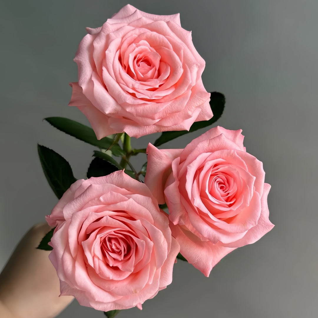 Diana Rose-戴安娜｜Chinese Cut Rose – Ergongzy Roses