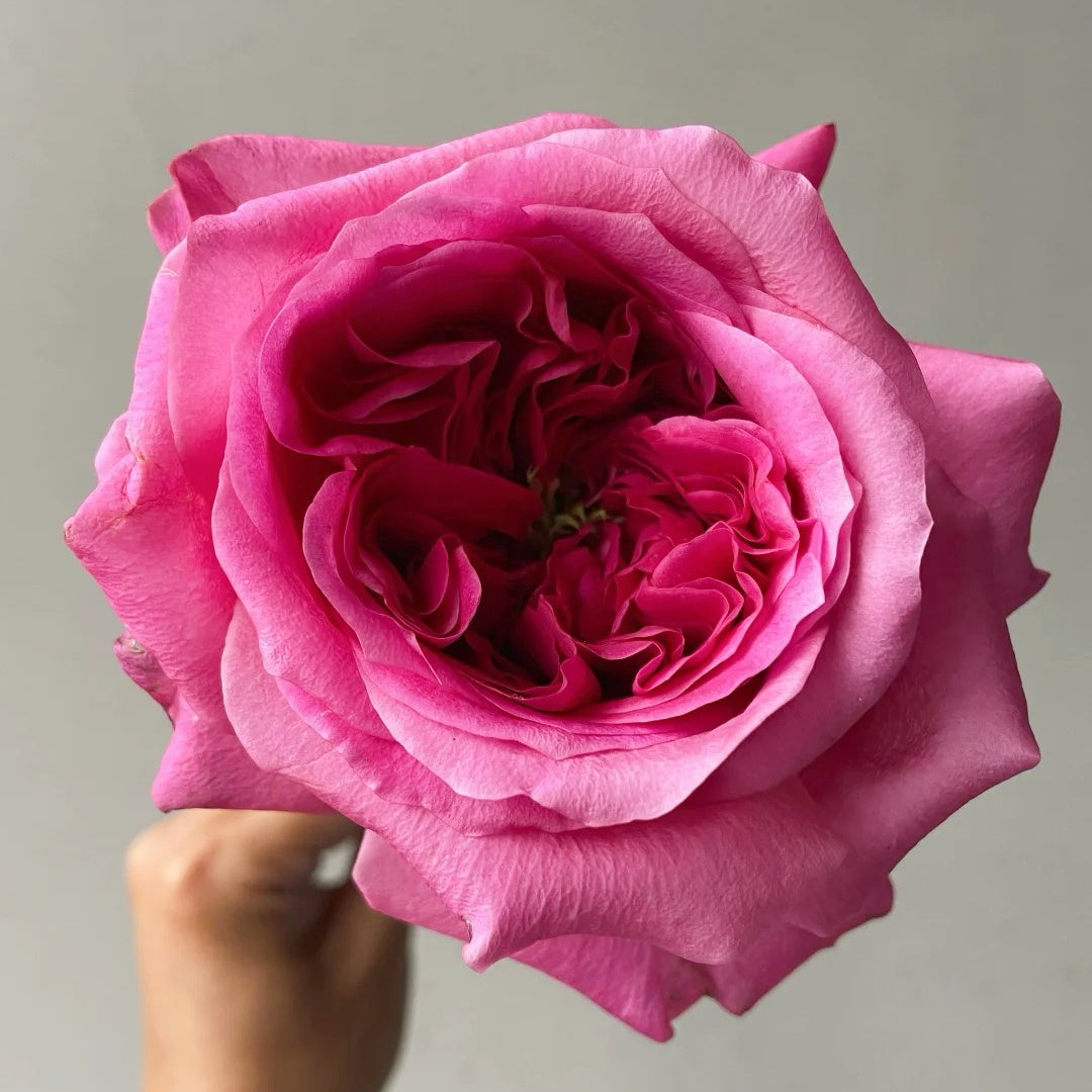 Hot X-pression Rose-火热印象｜Netherlands Cut Rose – Ergongzy Roses