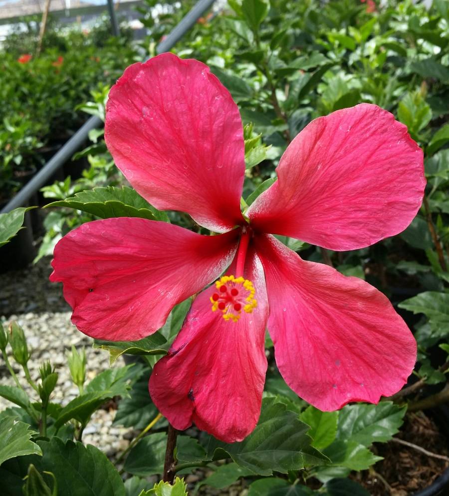 Hawaii Hibiscus - Everde Growers