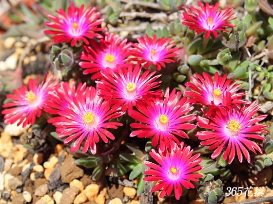 デロスペルマ｜園芸植物小百科｜育て方｜花の写真