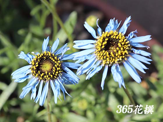 キングフィッシャーデージー｜園芸植物小百科｜育て方｜花の写真