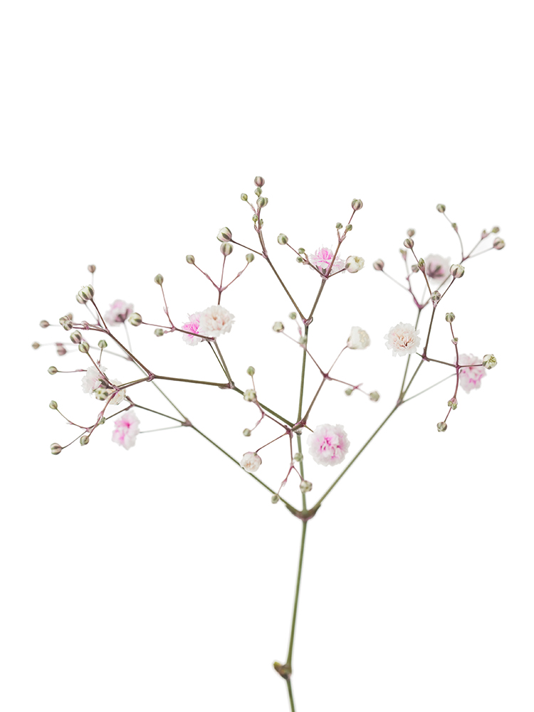 生花】カスミソウ(染め) 品種おまかせ【60cm/福島県】｜Flower Smith