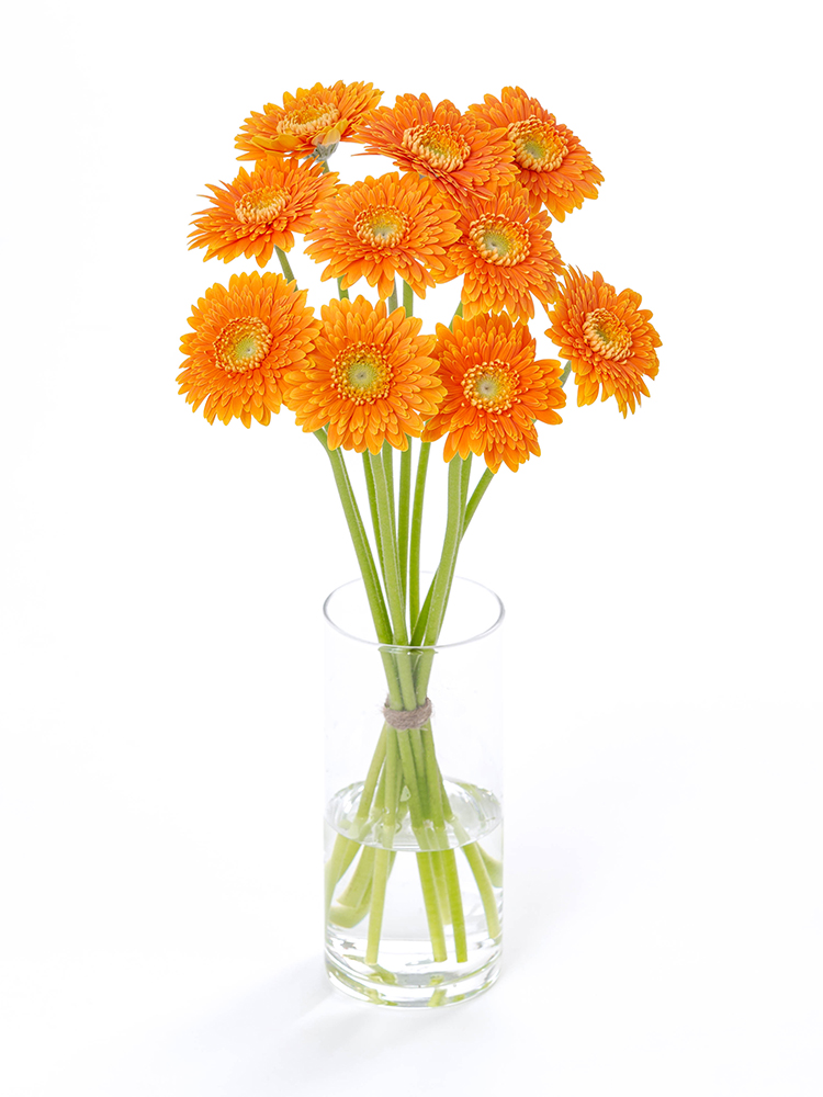 生花】ガーベラ(オレンジ) 品種おまかせ【60cm/静岡県】｜Flower Smith