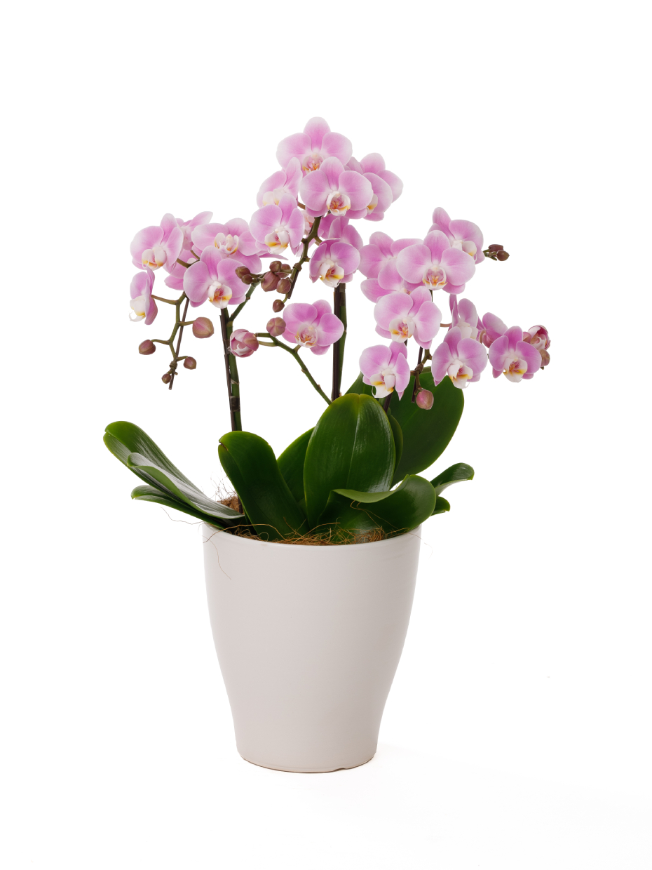 ミディ胡蝶蘭 ピンク 3本立ち（6号）｜Flower Smith Gift（フラワー
