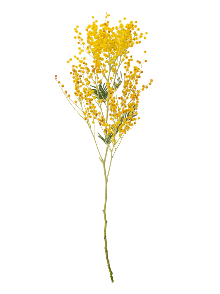 生花】ミモザアカシア ミランドール【黄/60cm/イタリア】｜Flower
