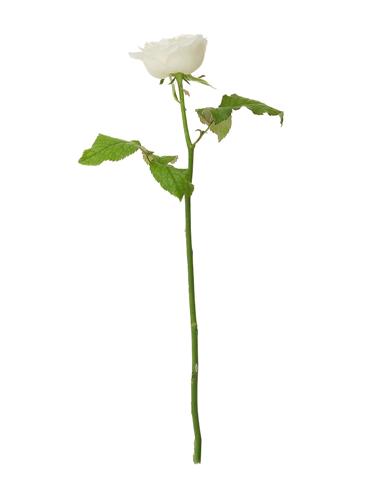 生花】バラ(ロゼット咲き)白 品種おまかせ【50cm/静岡県】｜Flower