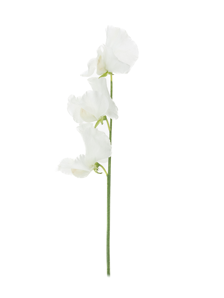 生花】スイートピー ウエディング【白/50cm/宮崎県・大分県】｜Flower