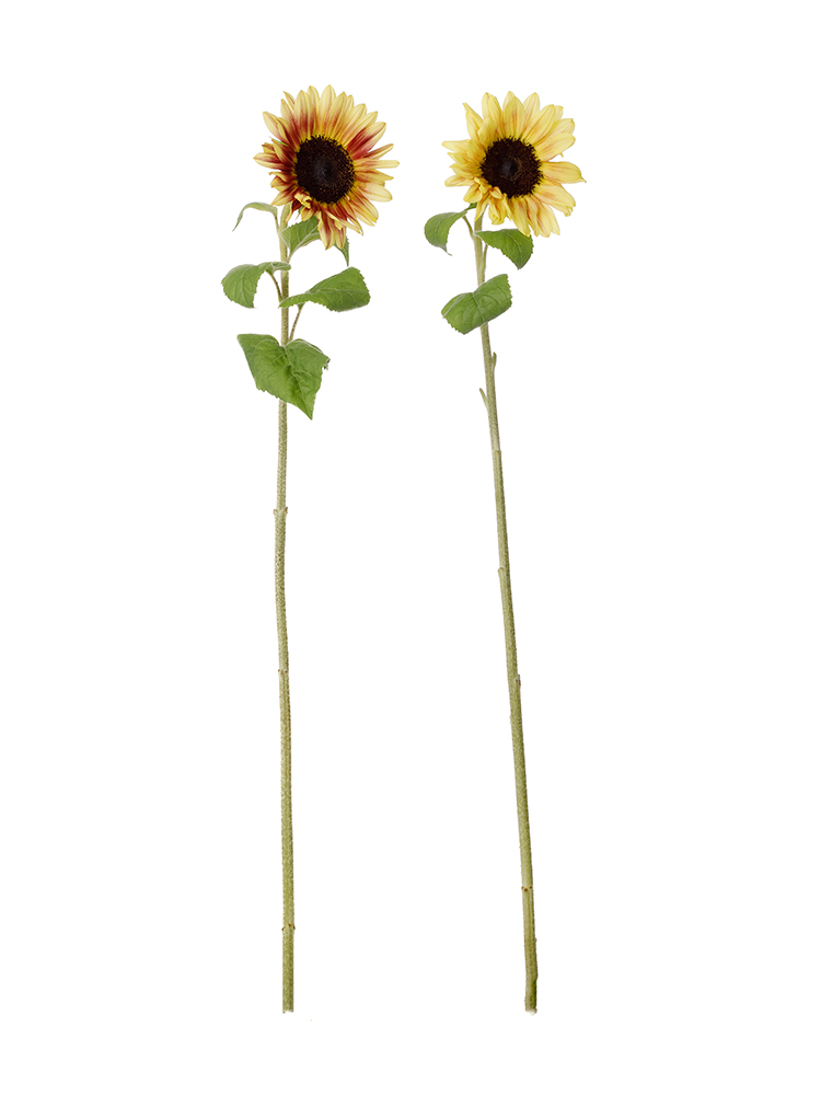 生花】ひまわり サンリッチライチ【黄/60cm/北海道】｜Flower Smith