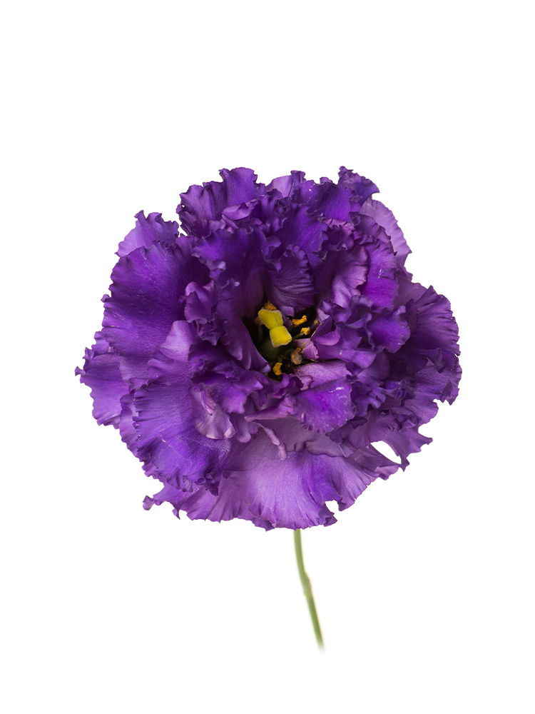 生花】トルコキキョウ ボヤージュブルー2【紫/70cm/福島県】｜Flower