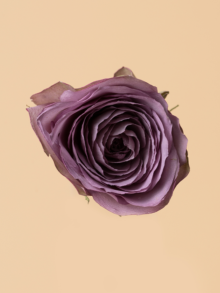 高級ドライ】バラ(紫) 品種おまかせ【50cm】｜Flower Smith Market