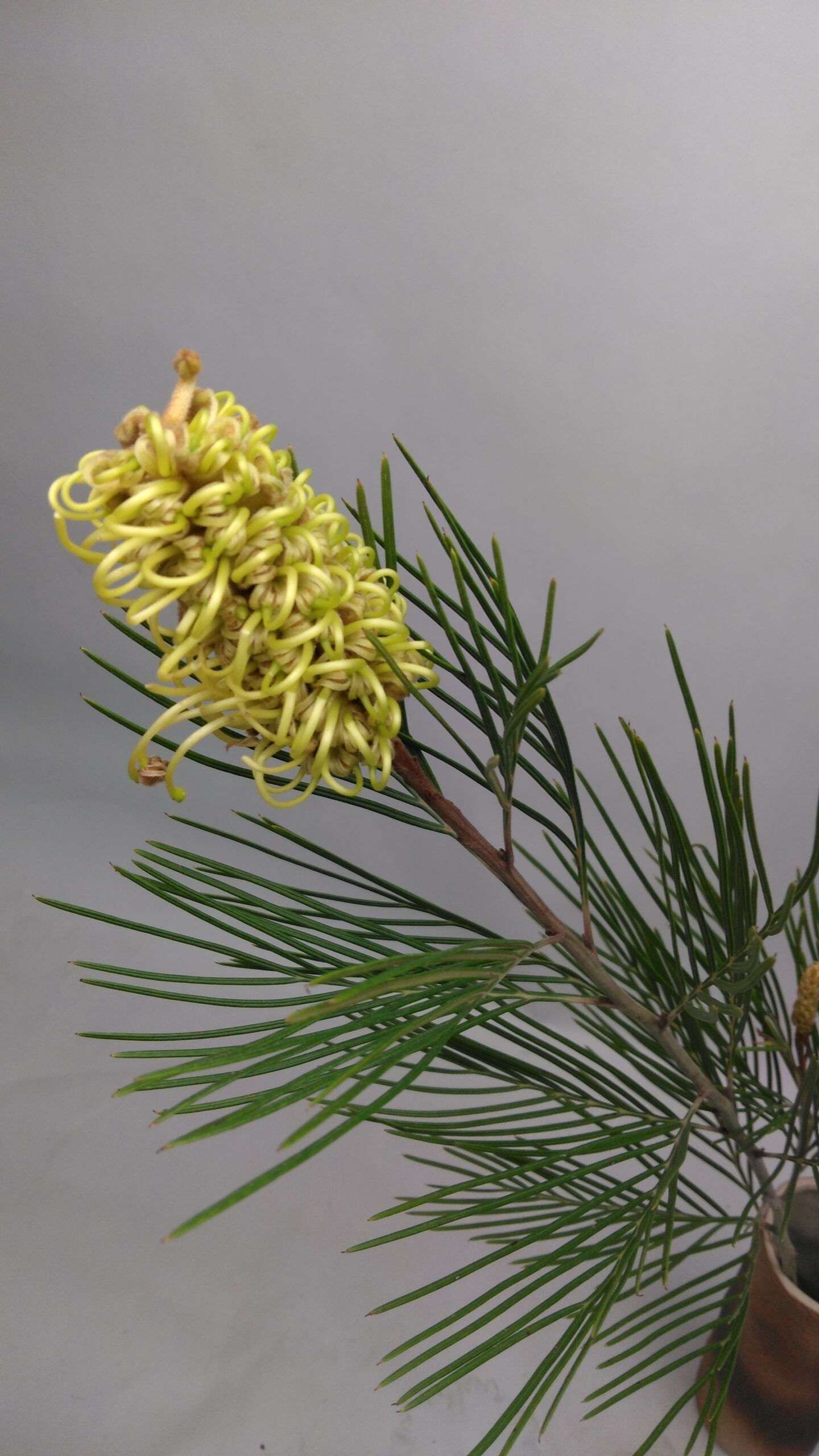 グレビレア スパイダーマン | FLORE21