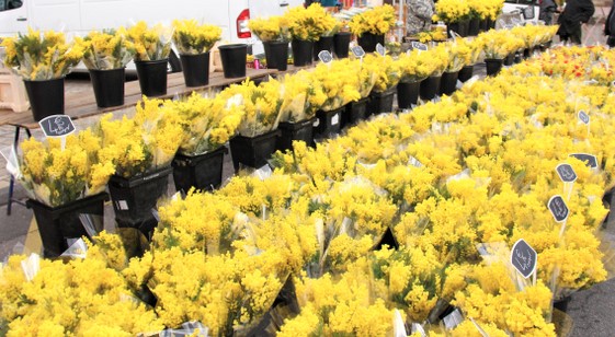 香料植物・ハーブ図鑑】ミモザ Mimosa