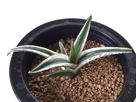 アガベ『氷山』 | 成長速度は遅いけど丈夫で子株も出やすい品種です