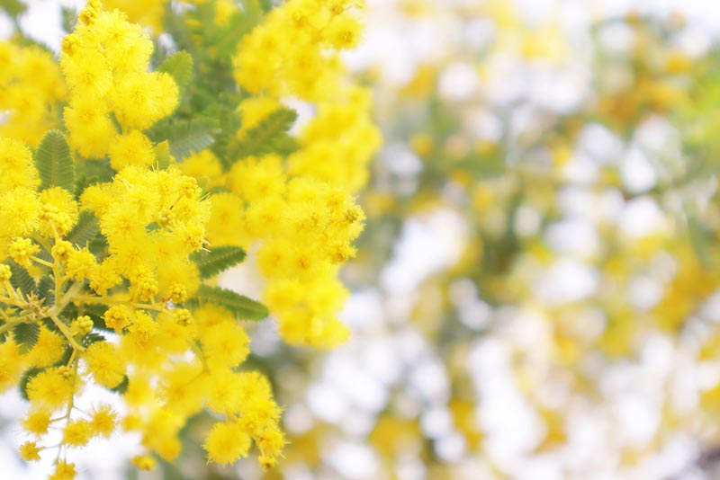 ミモザの季節はいつ？花言葉と名前の由来や人気の種類・育て方を徹底