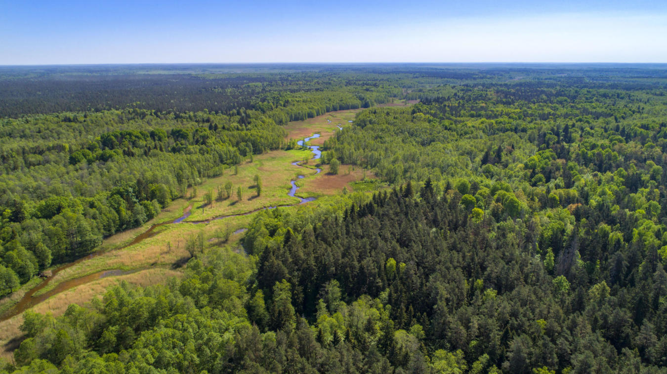Białowieża Forest - Frankfurt Zoological Society
