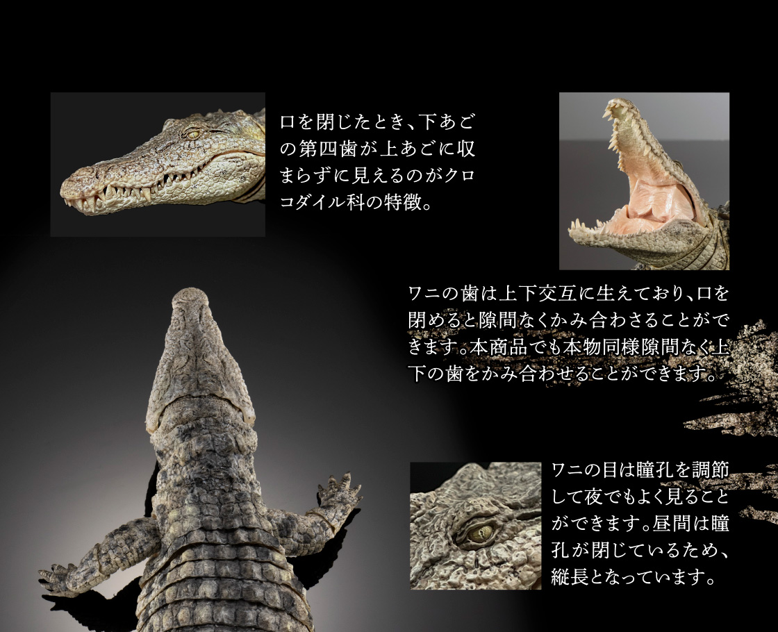 いきもの大図鑑 アルティメット ナイルワニ（ライトカラー）｜いきもの