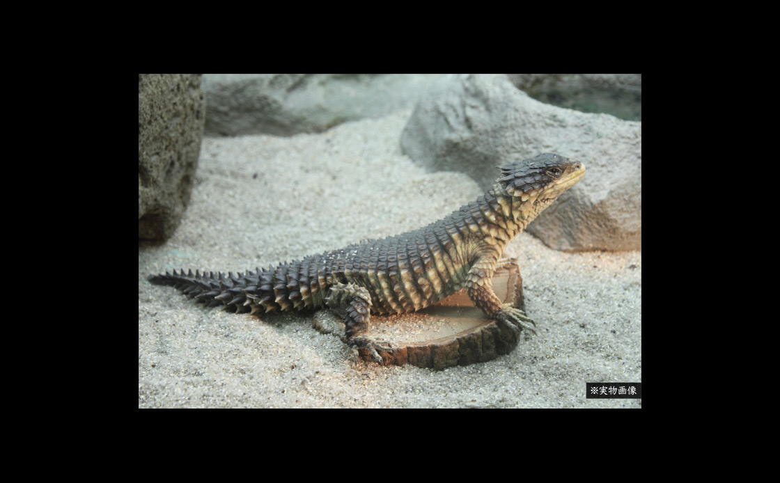 いきもの大図鑑アルティメット オオヨロイトカゲ｜いきもの大図鑑