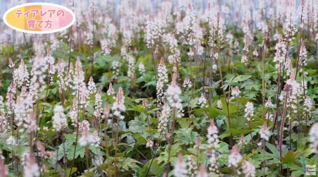 ティアレラ（ティアレア）の育て方・栽培方法・品種・まとめ – プロが