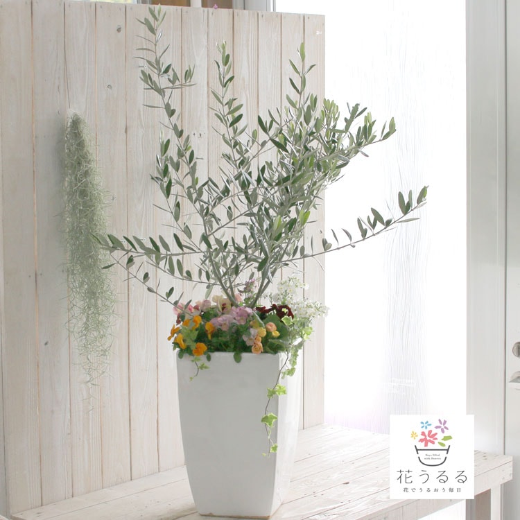 送料無料】「オリーブの木 ～季節の花を寄せ植え(高さ100cm～130cm前後