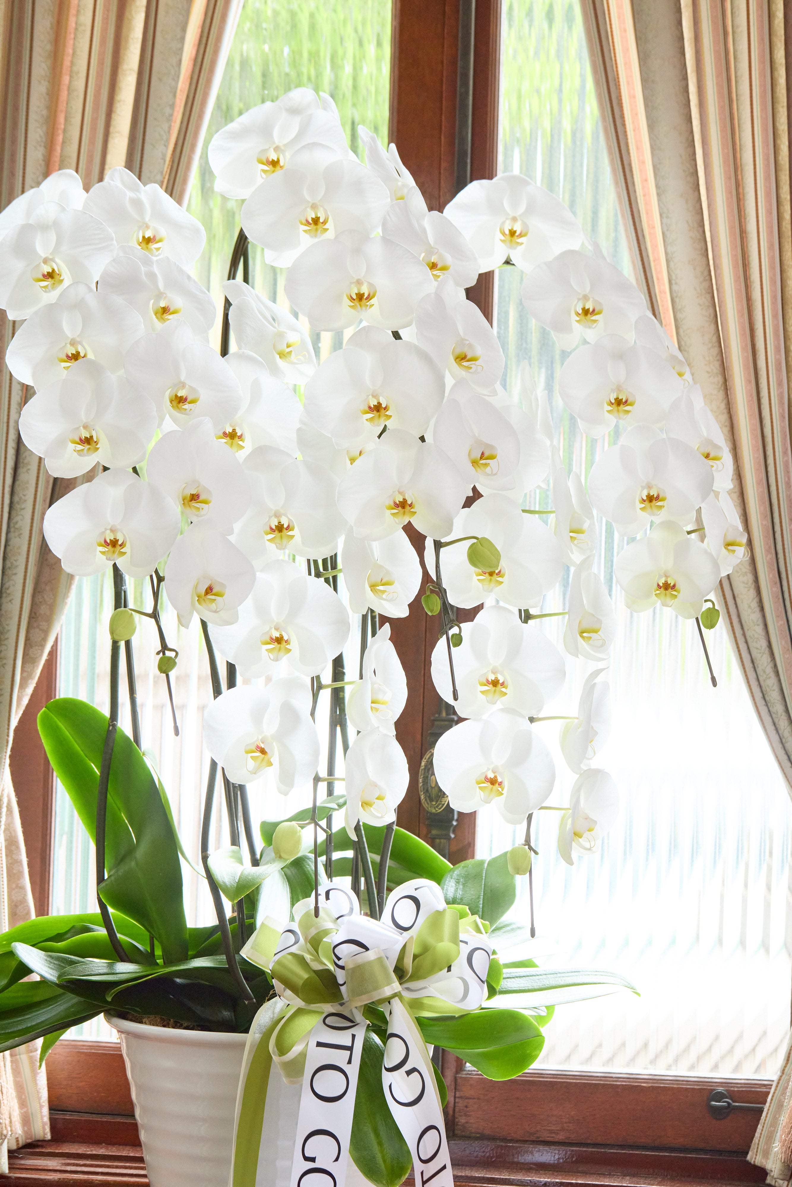 Timeless White（胡蝶蘭白5本立） I 花鉢-ゴトウフローリスト