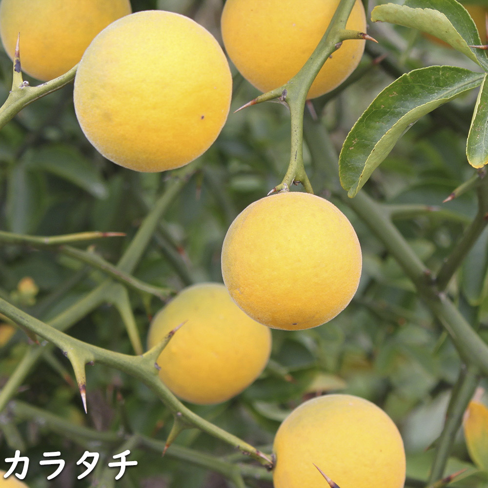 カラタチ 苗木 販売 トオヤマグリーン