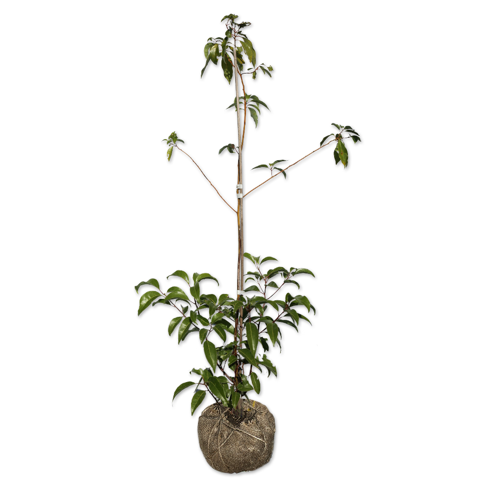 クスノキ 苗木 販売 トオヤマグリーン