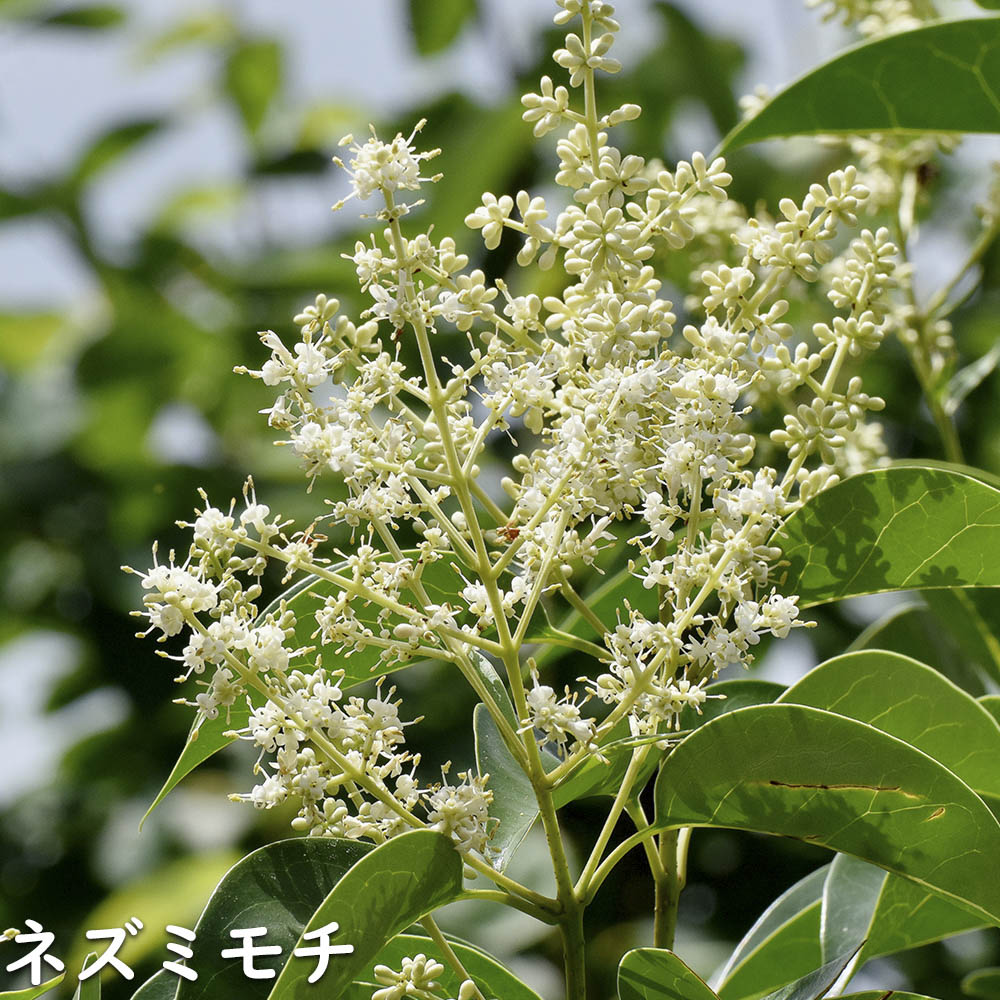 ネズミモチ 苗木 販売 トオヤマグリーン