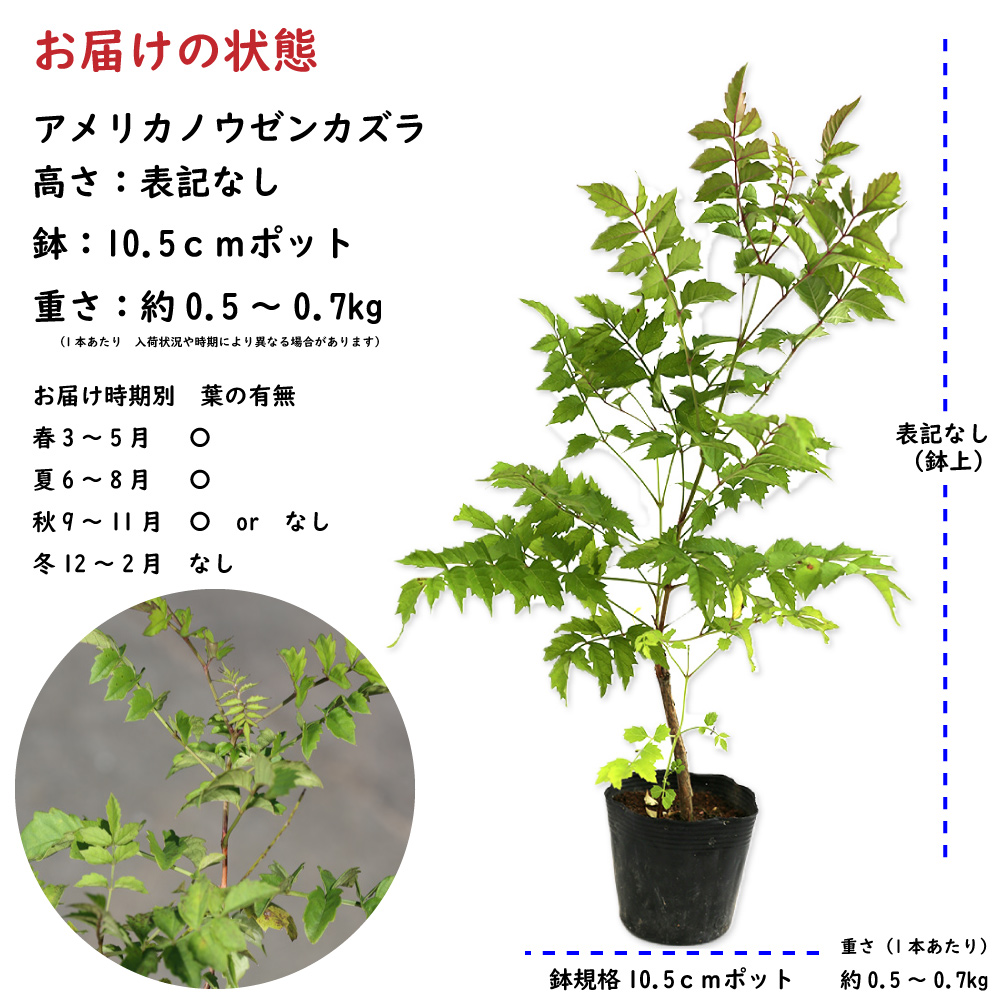 アメリカノウゼンカズラ 苗 販売 トオヤマグリーン