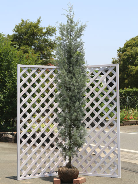 ブルーアイス 苗木 販売 トオヤマグリーン