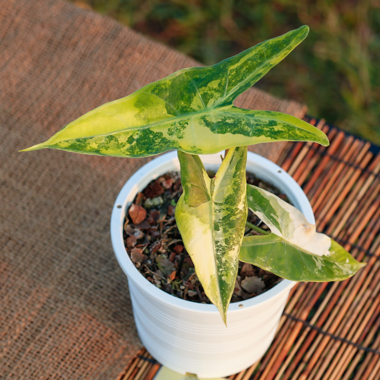 Alocasia Longiloba Mint For Sale - New Price 2024 - Shop Now!