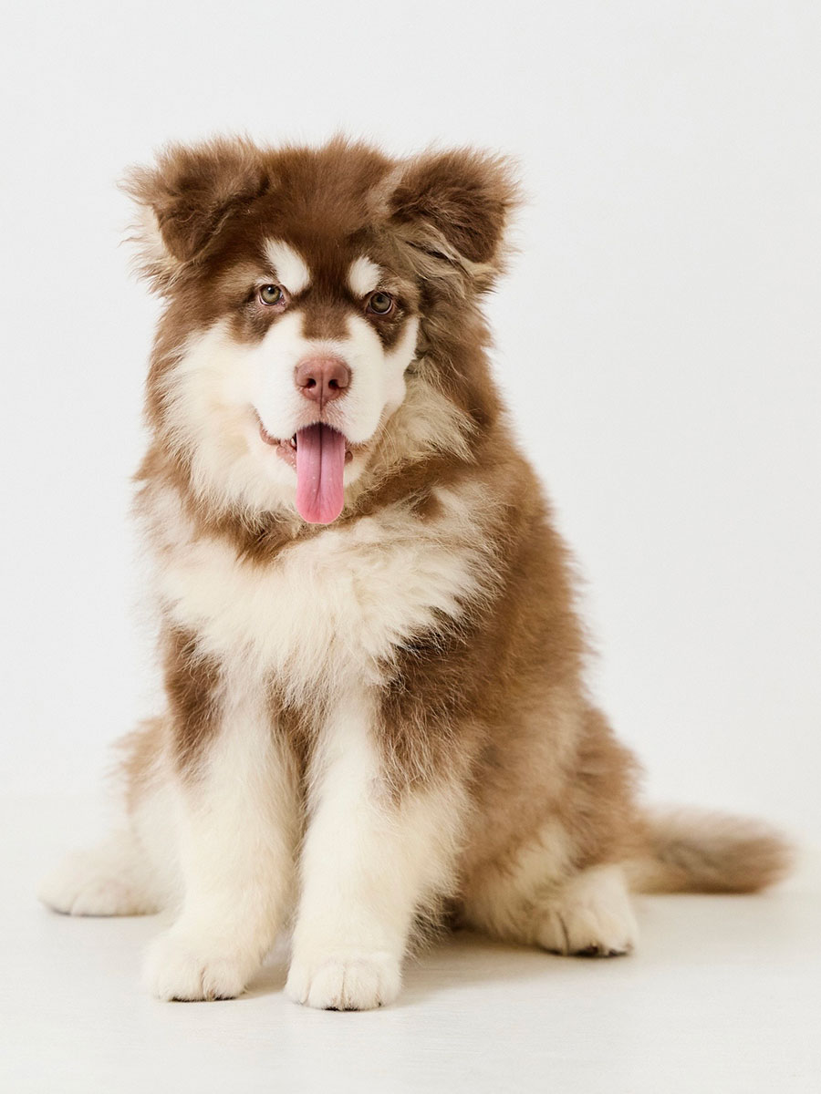 ナンシー - 大型犬カフェ GRAND MOU《ぐらんむー》 | 千葉県木更津市