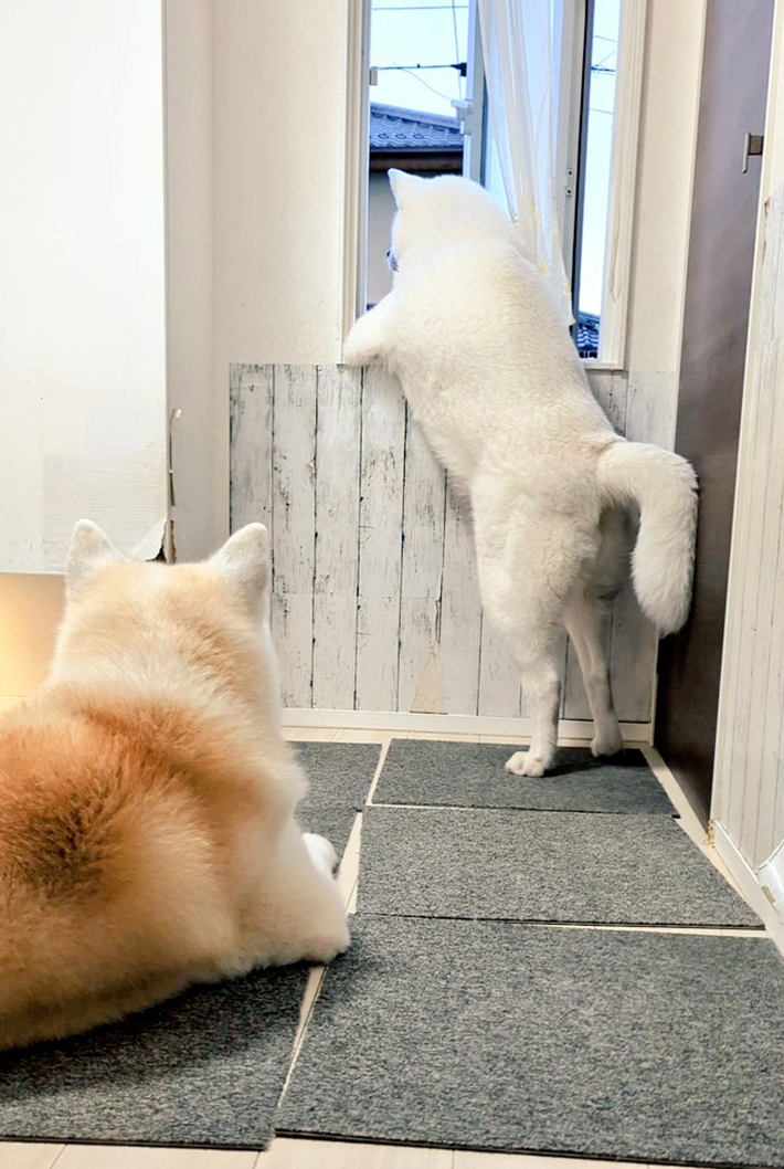 警備してる… 2匹の行動に「笑った」「ホワイト企業かよ」 – grape