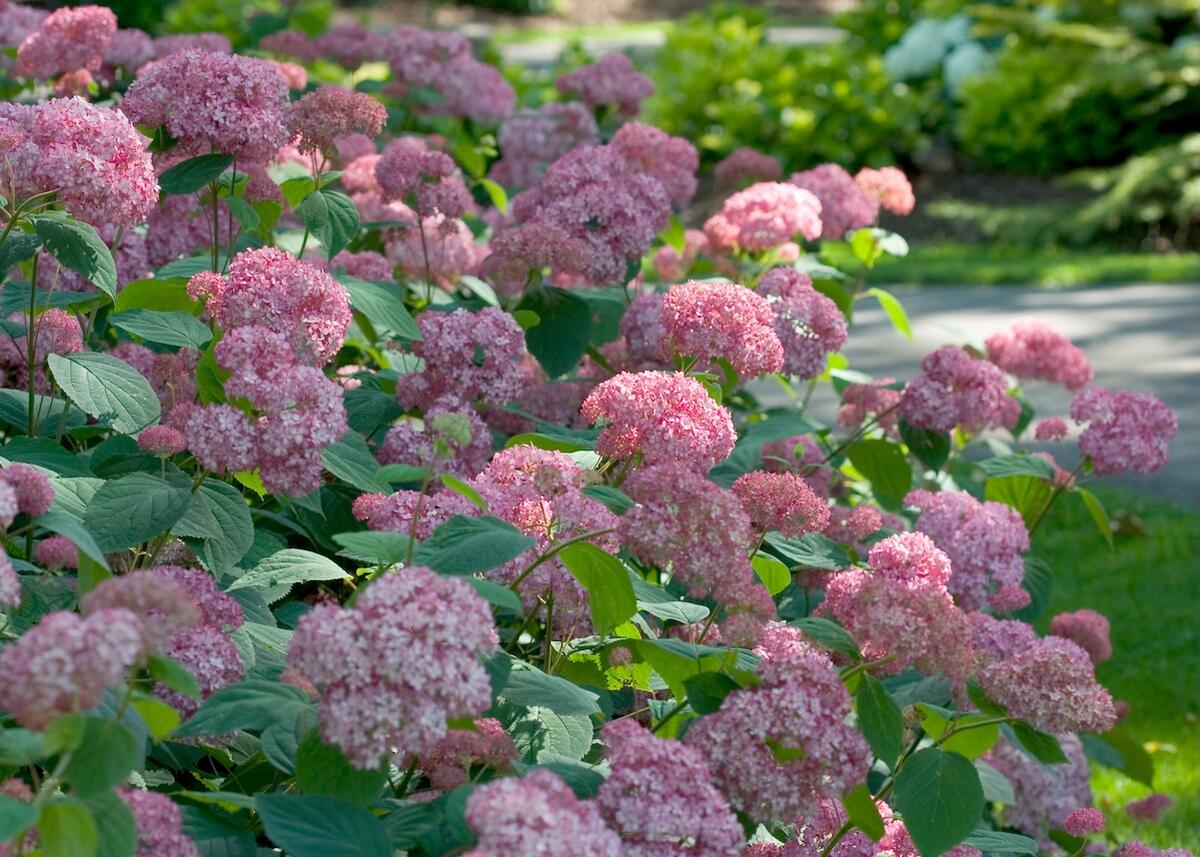 アジサイ ピンクのアナベル 苗 おすすめ 苗木部 By 花ひろばオンライン