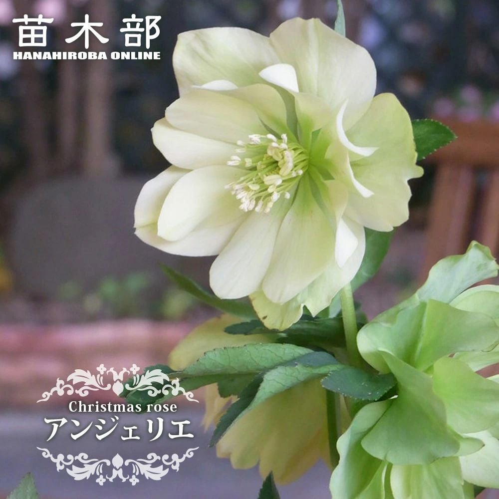 000000048183-01.jpg?size=l&w=