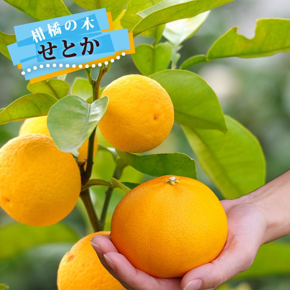 カエデ・もみじ ヤマモミジ 苗 販売 苗木部 By 花ひろばオンライン