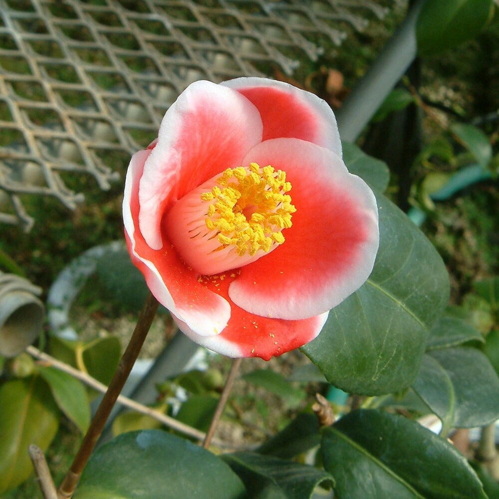 ウメモドキ 白の 苗木部 By 花ひろばオンライン