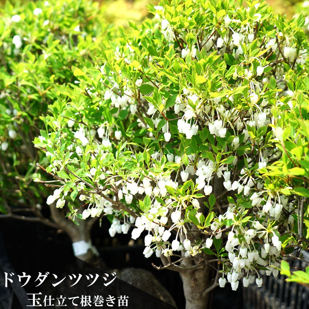 ツツジ 白ドウダン 苗 おすすめ 苗木部 By 花ひろばオンライン