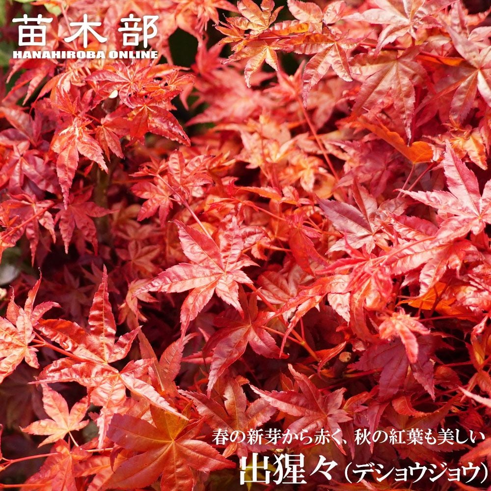 カエデ・もみじ 置霜 イロハモミジ系 苗 販売 苗木部 By 花ひろば