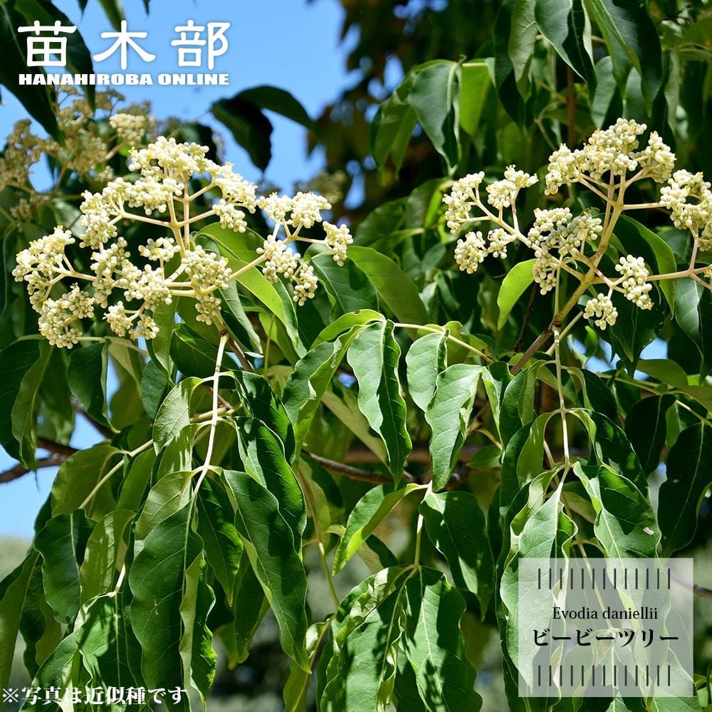 ウメ 雲竜梅 花梅 青軸性 苗 販売 苗木部 By 花ひろばオンライン