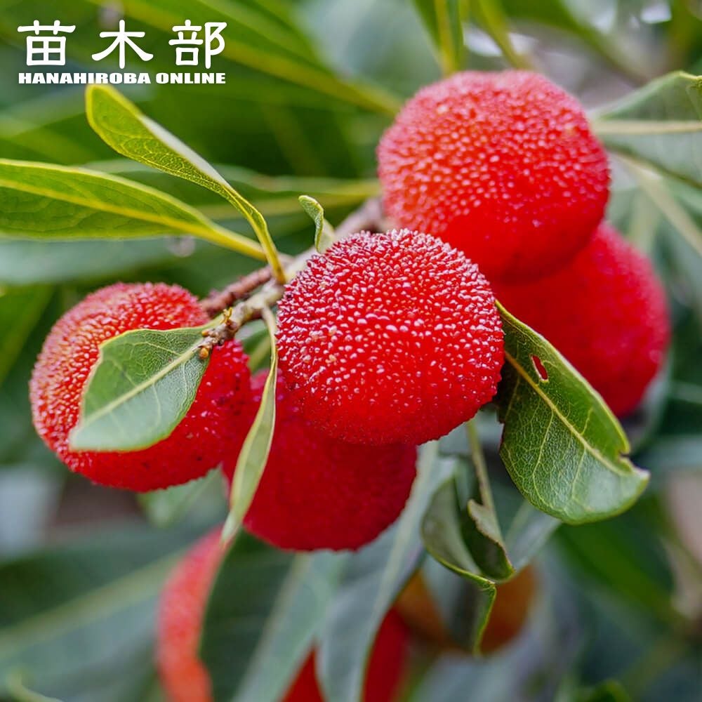 山桃 | 苗木部 本店 By 花ひろばオンライン