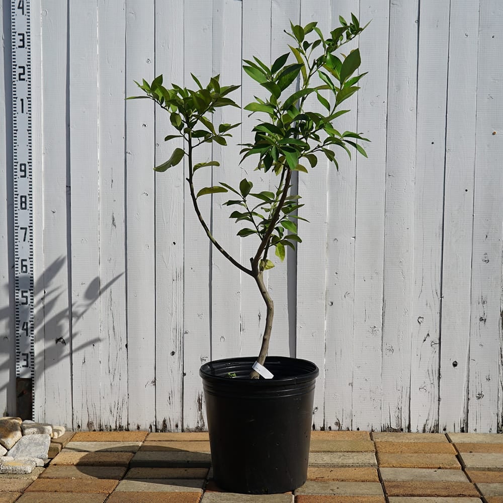 柑橘 レモン リスボンレモン 苗 販売 時期 苗木部 By 花ひろばオンライン