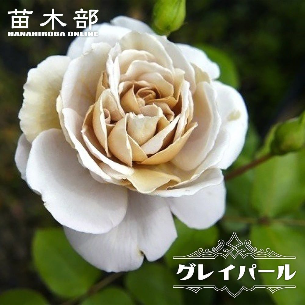 000000000872-01.jpg?size=l&w=