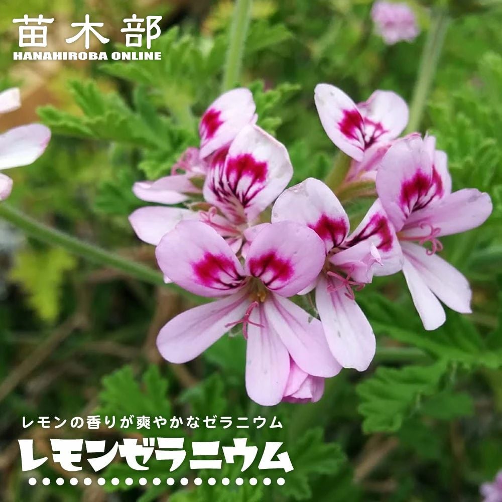 000000011098-01.jpg?size=l&w=