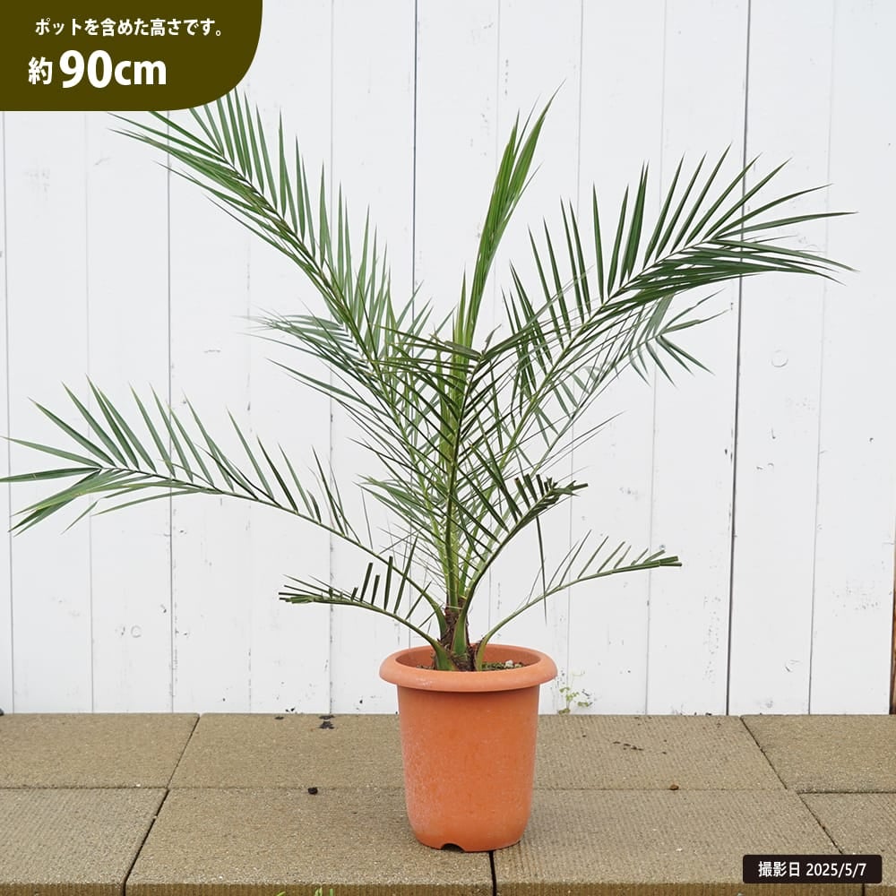 ダシリリオン ロンギシマム 苗 おすすめ 苗木部 By 花ひろばオンライン