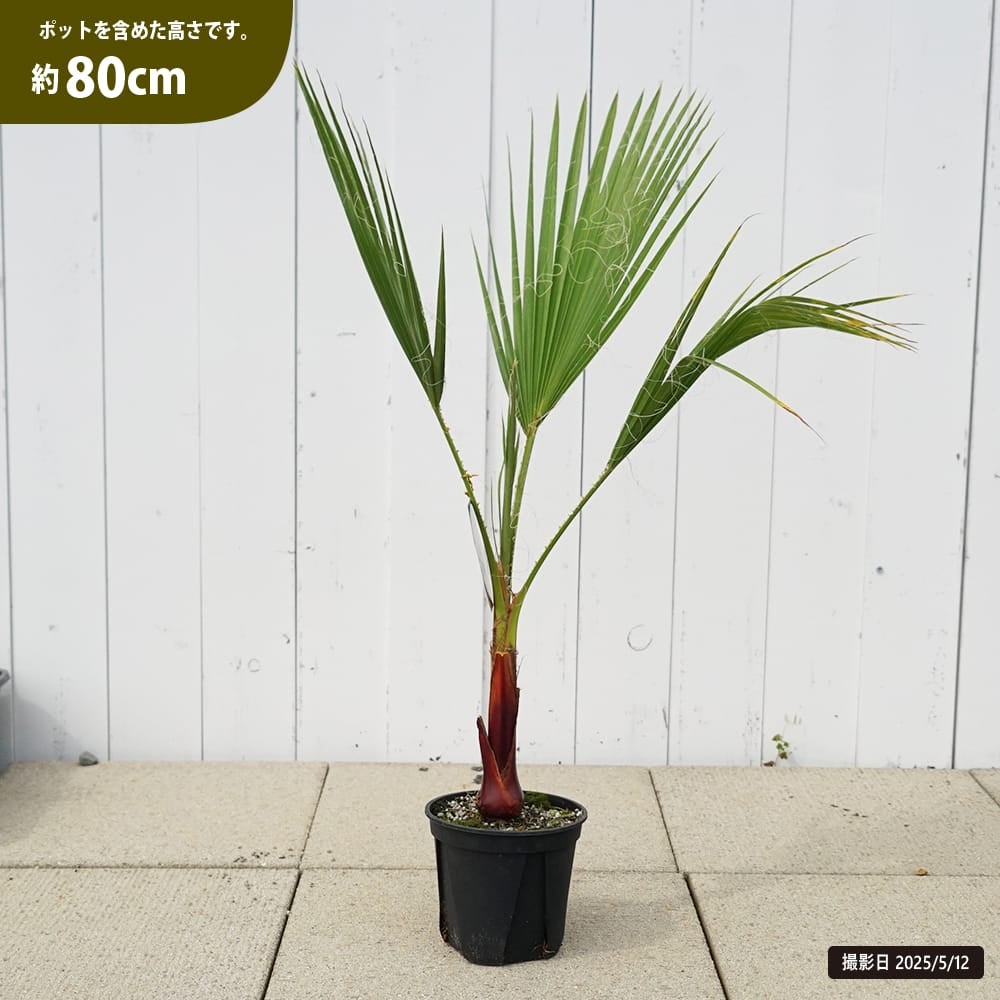 000000032015-02.jpg?size=l&w=