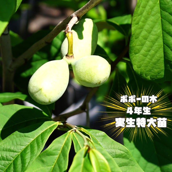 000000034265-01.jpg?size=m&w=