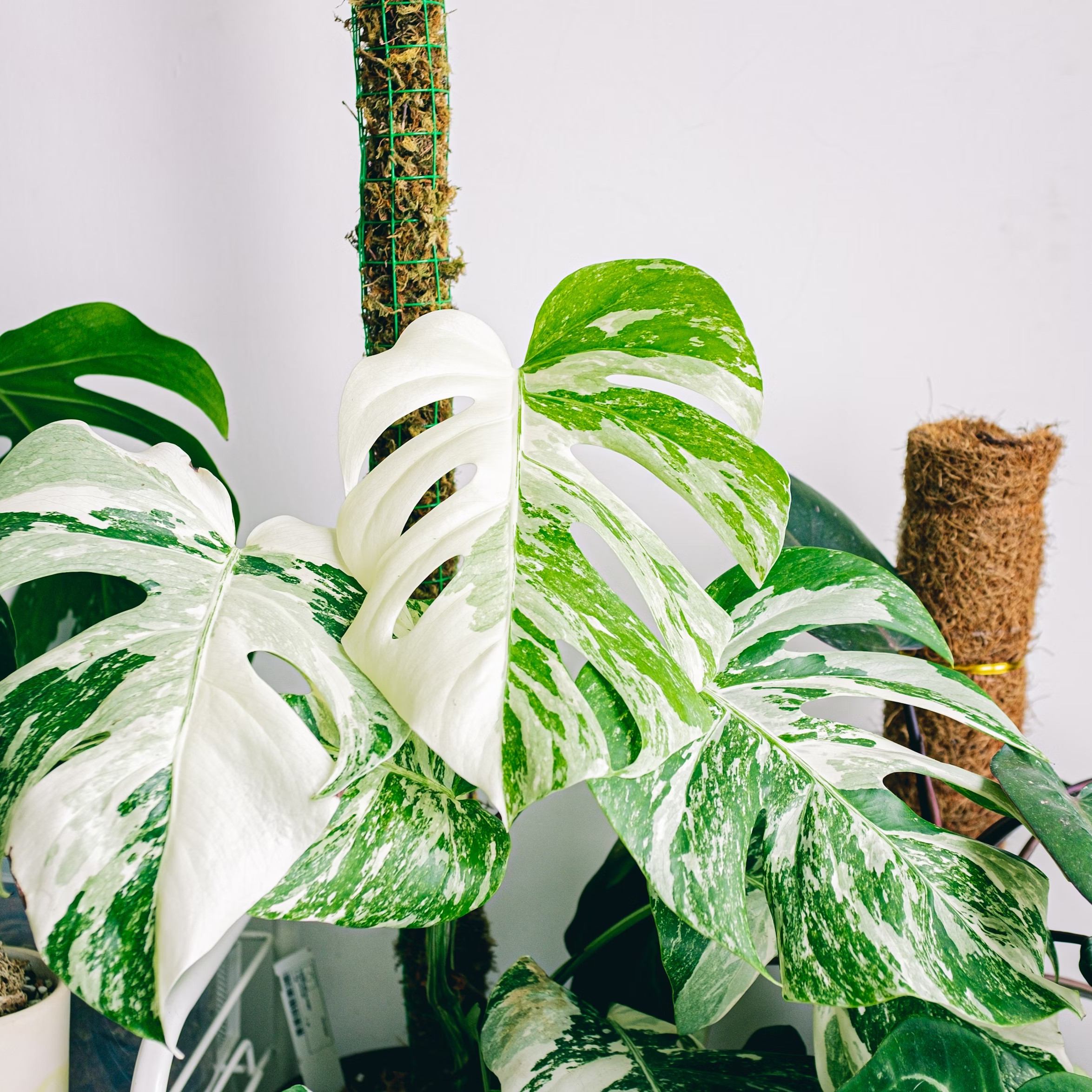 モンステラに支柱を立てて綺麗な見た目を維持しよう！わかりやすく解説！