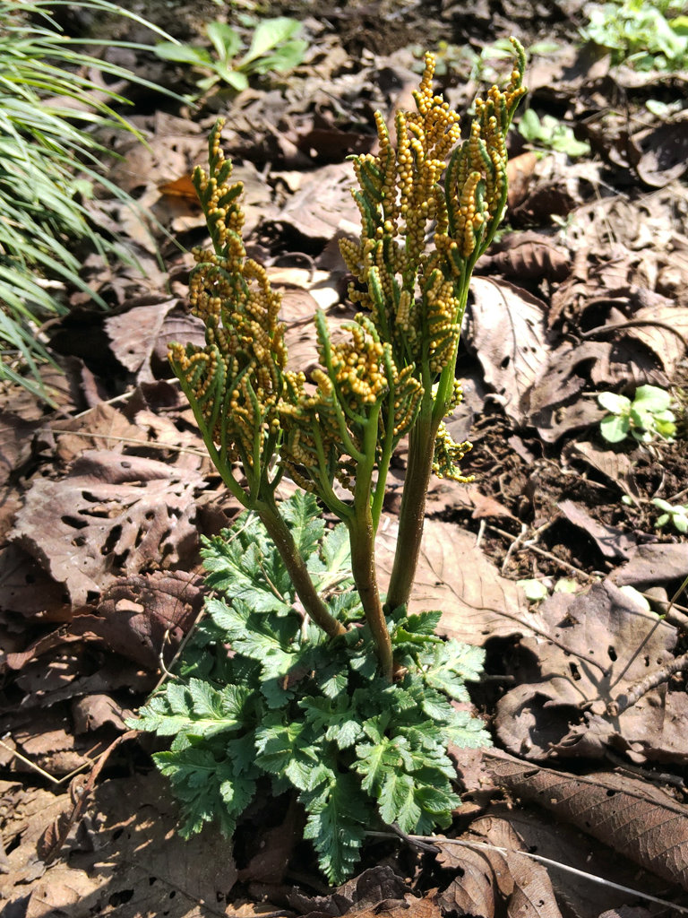 フユノハナワラビ (冬花蕨) - 【植物図鑑】 花の名前を調べる