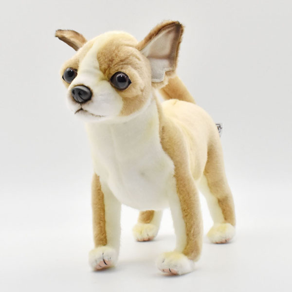 チワワ 27 | HANSA